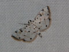 Pycnarmon meritalis