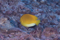 Apolemichthys trimaculatus