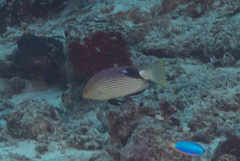 Bodianus loxozonus
