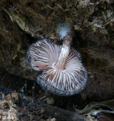 Pluteus perroseus