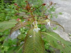 Impatiens radiata