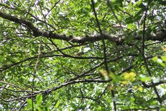 Ramphotrigon flammulatum