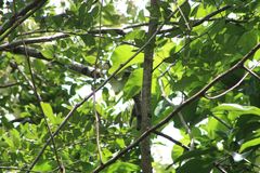 Ramphotrigon flammulatum