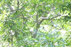 Ramphotrigon flammulatum