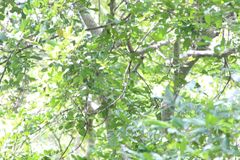 Ramphotrigon flammulatum