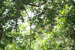 Ramphotrigon flammulatum