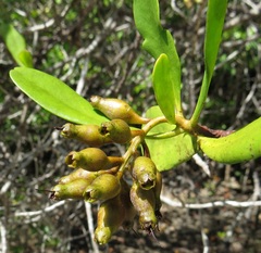 Lumnitzera littorea