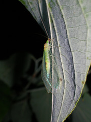 Leucochrysa insularis