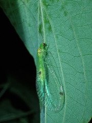 Leucochrysa insularis
