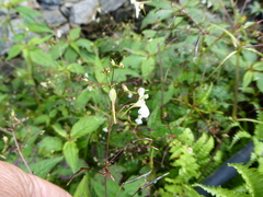 Impatiens radiata