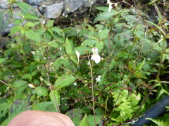 Impatiens radiata