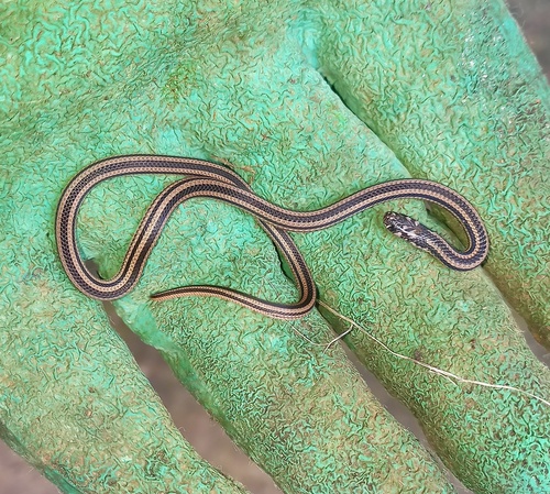 Black Coralsnake