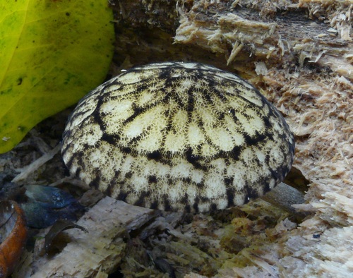 Pluteus readiarum G.Stev.
