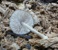 Pluteus readiarum