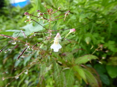 Impatiens radiata