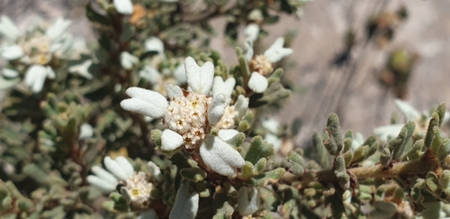 Image of Spyridium halmaturinum by (c) Andrew Thornhill, some rights reserved (CC BY)