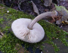 Pluteus readiarum