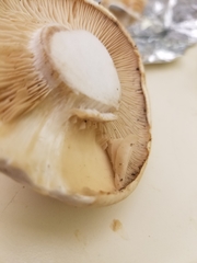 Leucopaxillus laterarius