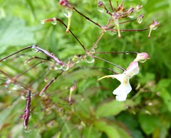 Impatiens radiata