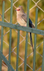 Urocolius indicus transvaalensis