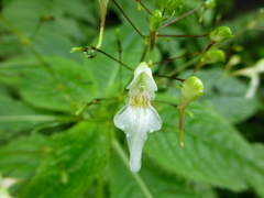 Impatiens radiata