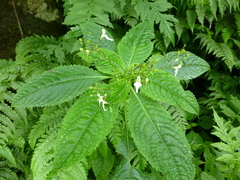 Impatiens radiata