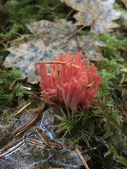 Ramaria araiospora