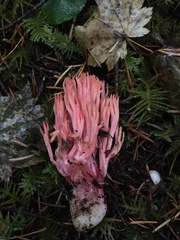 Ramaria araiospora