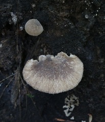 Pluteus minor