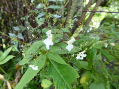Impatiens radiata