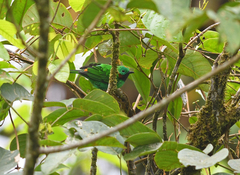 Chlorochrysa calliparaea