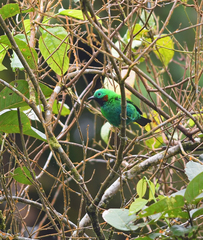 Chlorochrysa calliparaea
