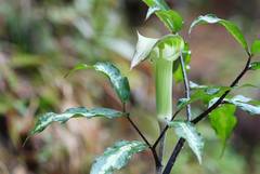Arisaema yamatense sugimotoi