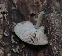 Pluteus minor