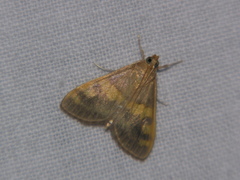 Rehimena surusalis