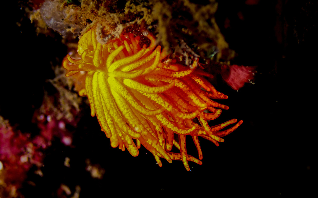 Blackgill Tenellia