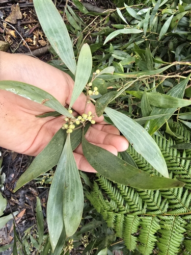 Montane Wattle (Acacia frigescens)