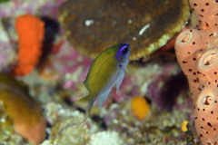 Chromis insolata
