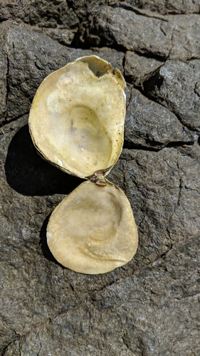 Southern Flat Oyster, photo 2 of 10