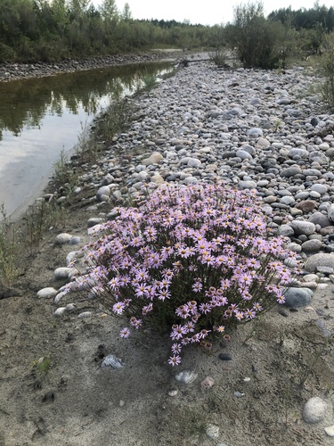 Chrysanthemum zawadskii iNat (2)