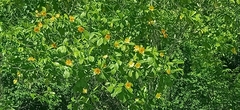 Gardenia carinata, photograph (c) Ong Jyh Seng, some rights reserved (CC BY-SA)