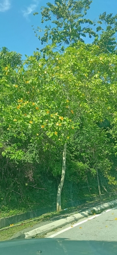 Gardenia carinata, photograph 3