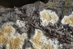 Coniophoraceae
