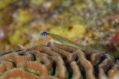 Coryphopterus lipernes