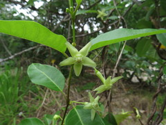 Gymnanthera oblonga