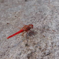 Diplacodes haematodes