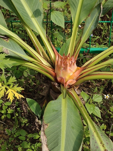 Golden lotus banana