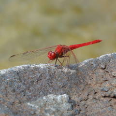 Diplacodes haematodes