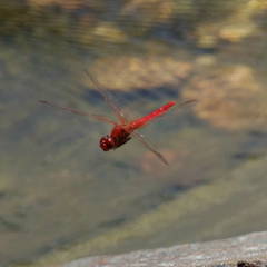 Diplacodes haematodes