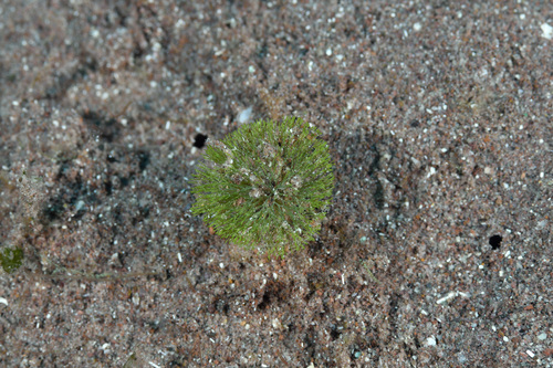 Penicillus pyriformis observed 2019-08-27